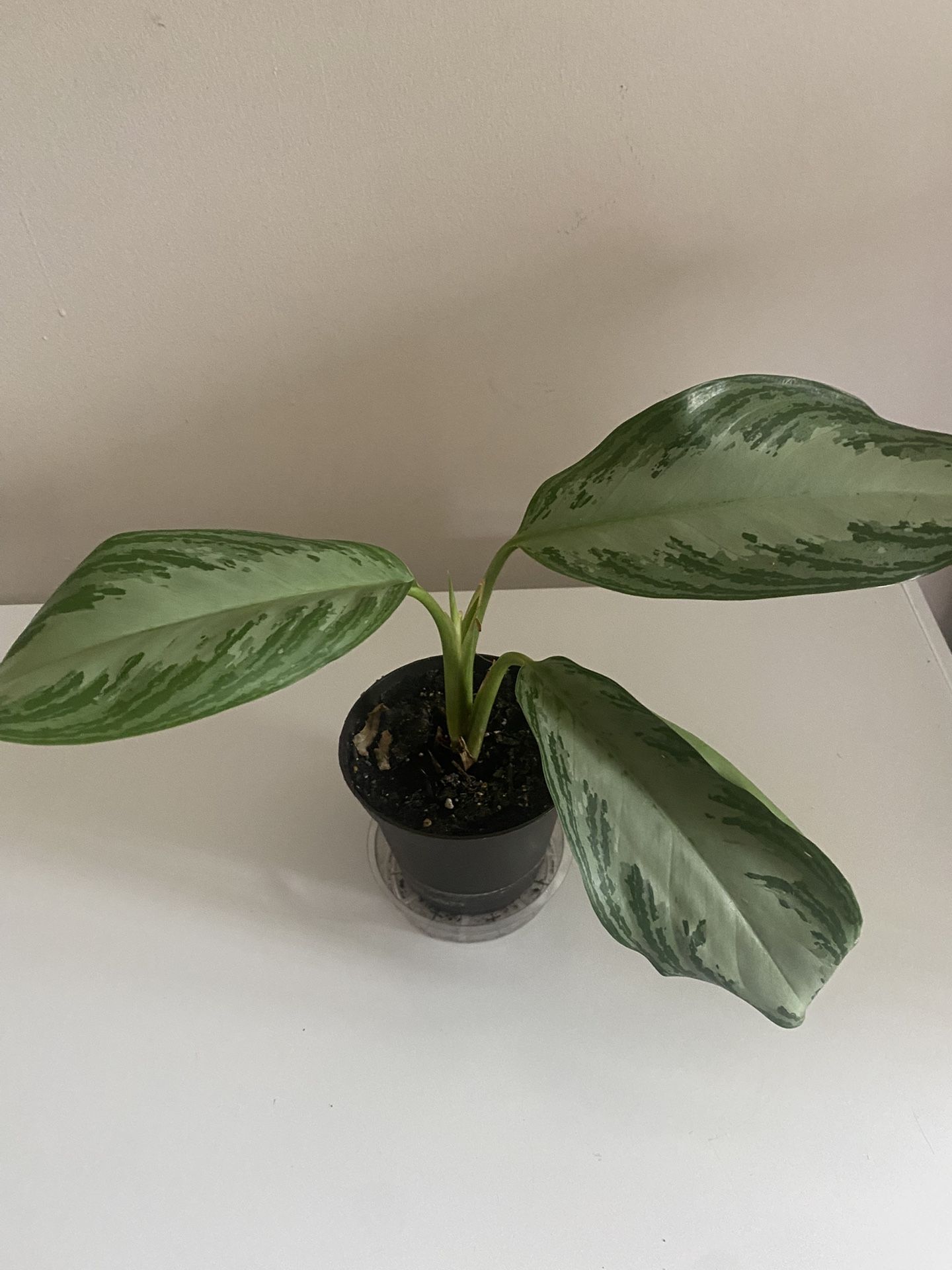 Aglaonema silver bay in 5”pot