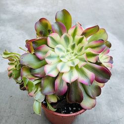 Aeonium Pink Witch On Sale Imported Korea