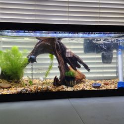 20 Gallon Tank Complete Setup