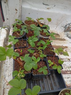 Strawberry plants 2 for 5$