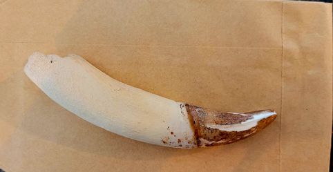 Large Natural Animal Tooth Specimen