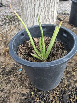 Aloe Vera