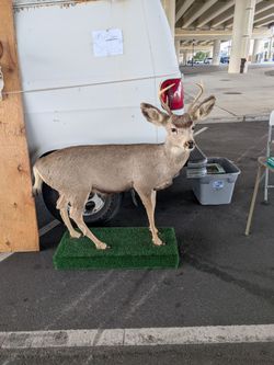 Deer