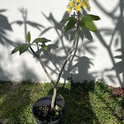 Frangipani yellow flower tree