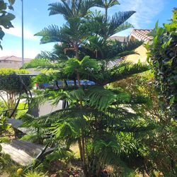 Tree.  Very lush and healthy