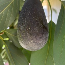 Large Organic Avocados 🥑 