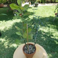 Potted Plant w Olive Tree