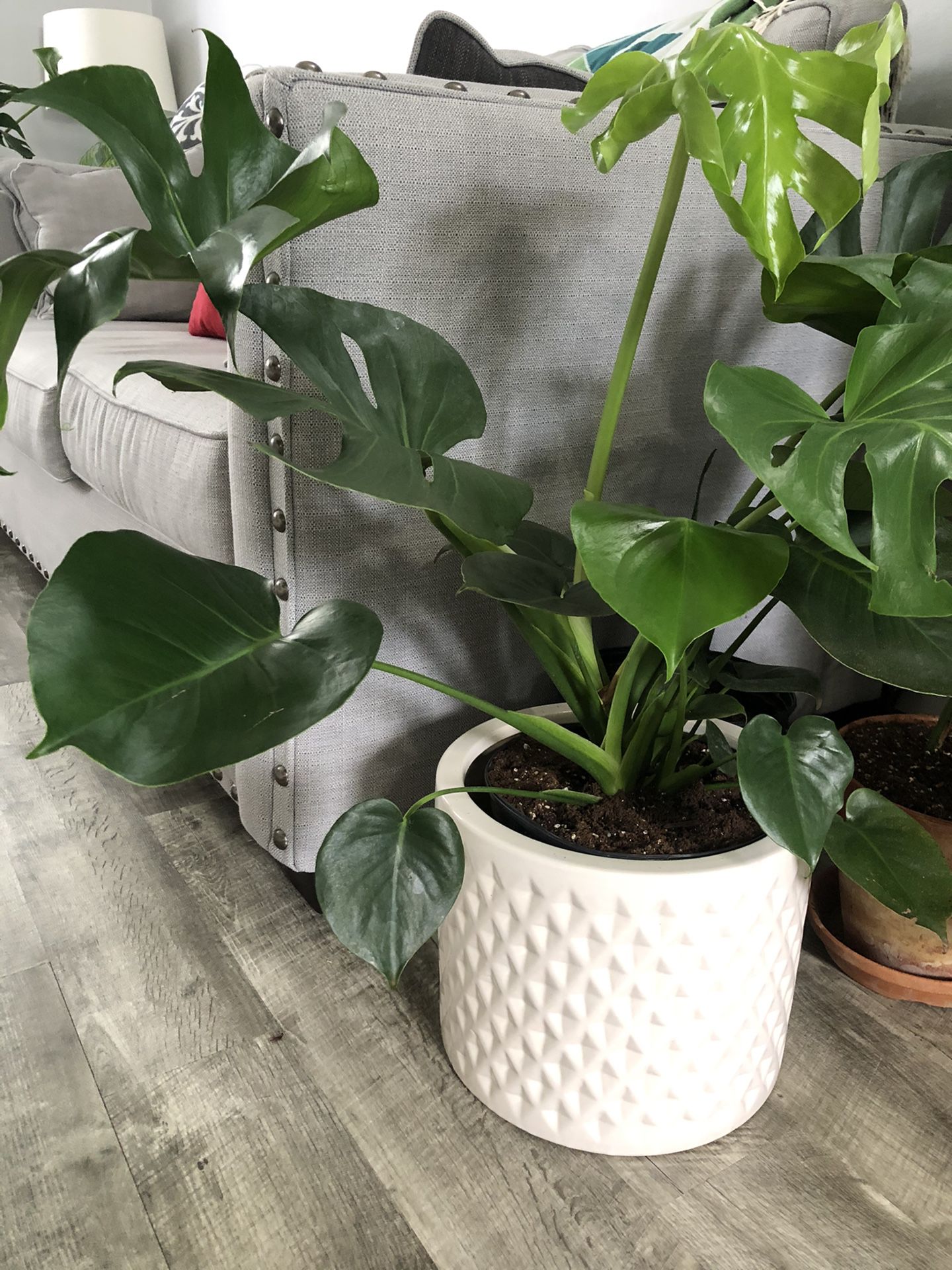 $120 Live healthy Monstera deliciosa healthy plant with a beautiful pot pick up Gahanna