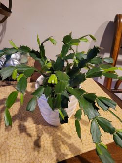 Extremely Healthy Christmas Cactus! 