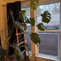 5 Foot Tall Monstera