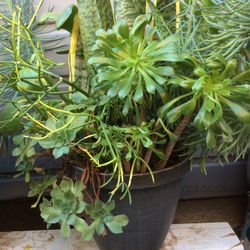 Variedad De Suculentas