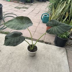 Elephant Ear