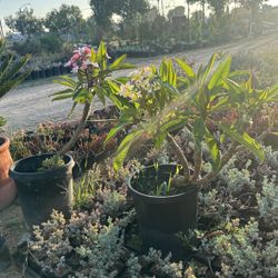 Plumeria Plants