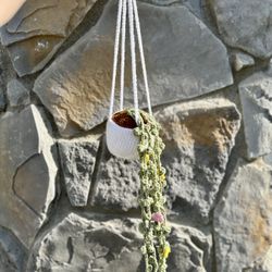 Crochet Plant