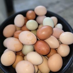 Fresh Eggs 