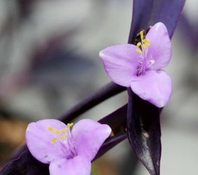 Purple Heart Succulent plant (Tradescantia pallida)