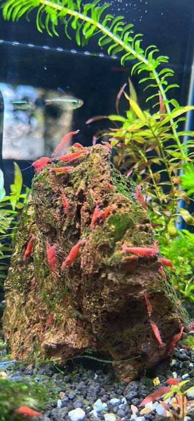 Red Cherry Shrimps