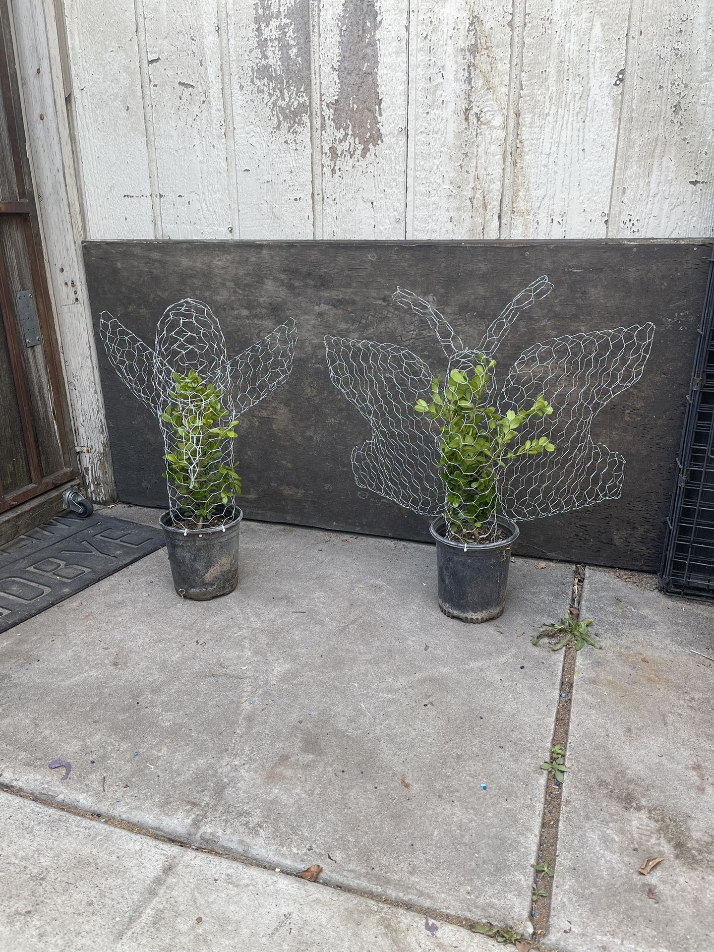 Plants Decorations With Wire Designs. Topiary Plants 
