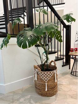 Monstera Plant