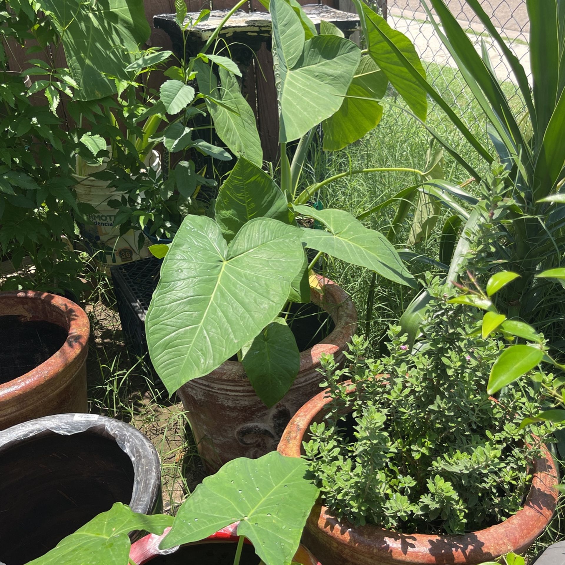 Elephant Ear Plants 