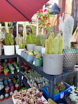 Plants (Succulents & Cactus 🌵 different prices-starts-$1  & up)