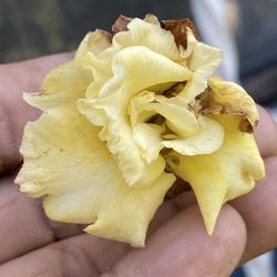 Flor Del desierto Amarillo