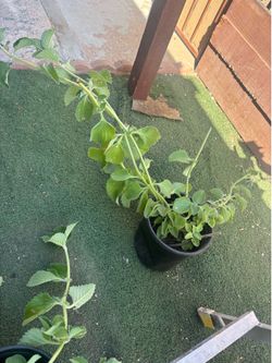Oregano