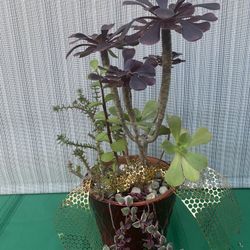 Multi succulent arrangement