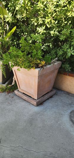 Big Concrete Planter with Saucer