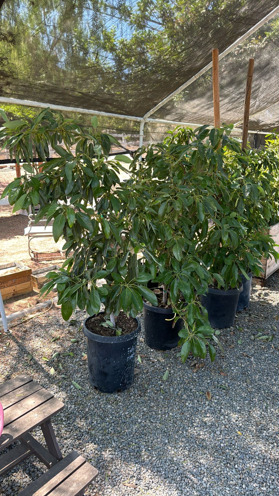 Avocado Trees 