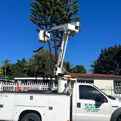 Tree Trimming  Tree Trimmer