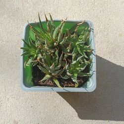 Multiple Zebra Succulent
