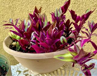 Tradescantia Sabrina Plant