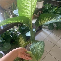 Plants