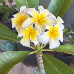Beautiful, Bright, Yellow, And White Plumeria