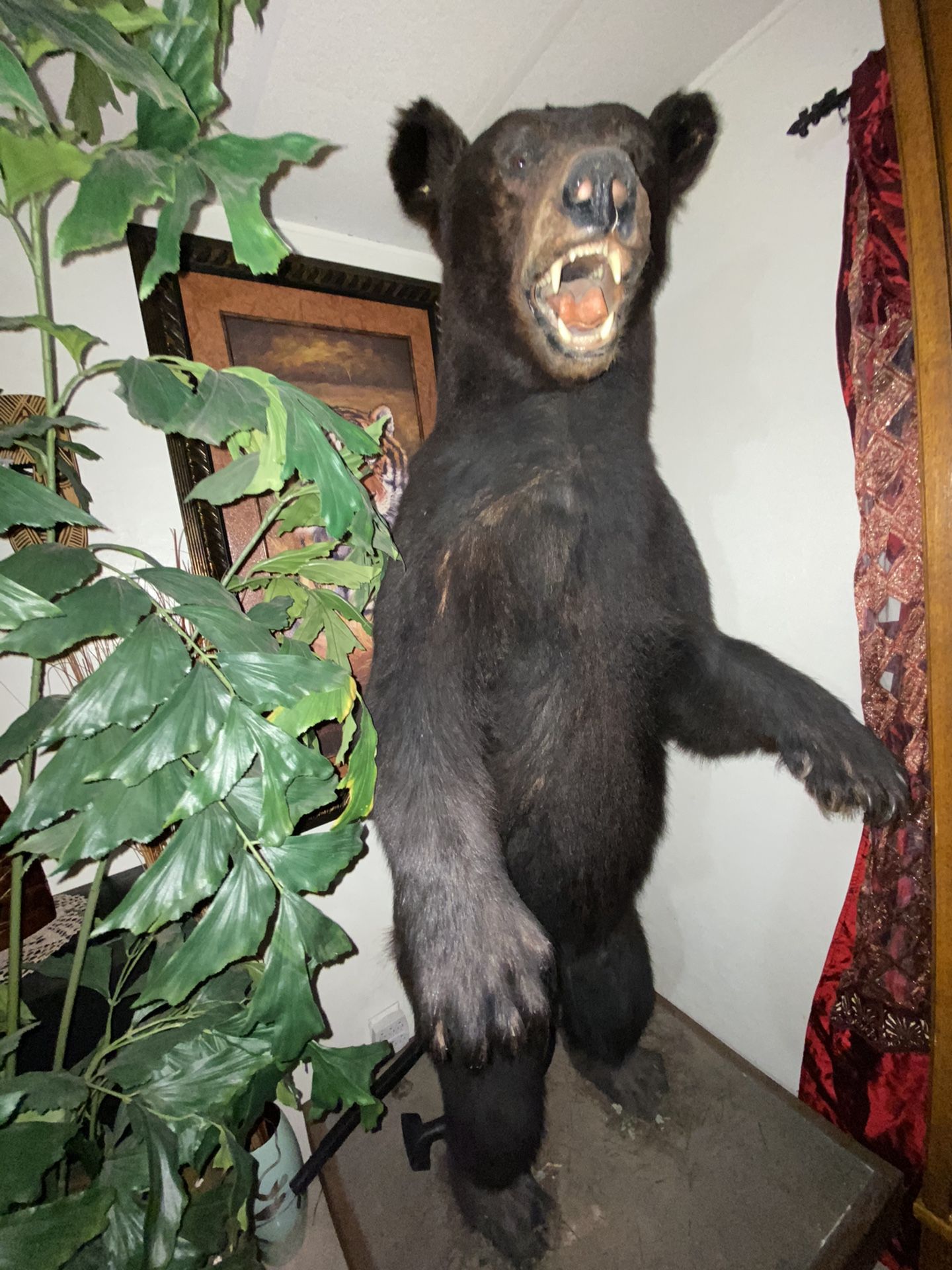 Vendo mi oso disecado real En perfectas condiciones Pido solamente 1500 pagué 3000 el precio es firme 🙋🏻♂️💙👍