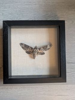 Framed Moth