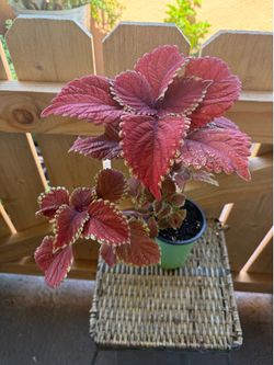 Coleus ruby slipper plant