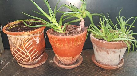 Terracotta Round Planters w/ Saucers. Set of 3