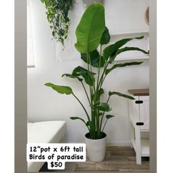 Plants (Birds of paradise)