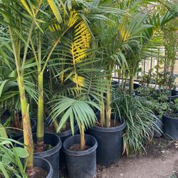 King Palm 15 Gallon