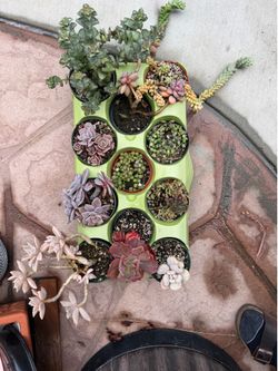 11 succulents in 4” pot