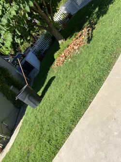 Weed Whacker / Landscape Service / Gardener