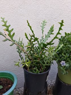 Potted fish bone Succulent  Plant