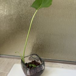 Monstera Deliciosa Plant