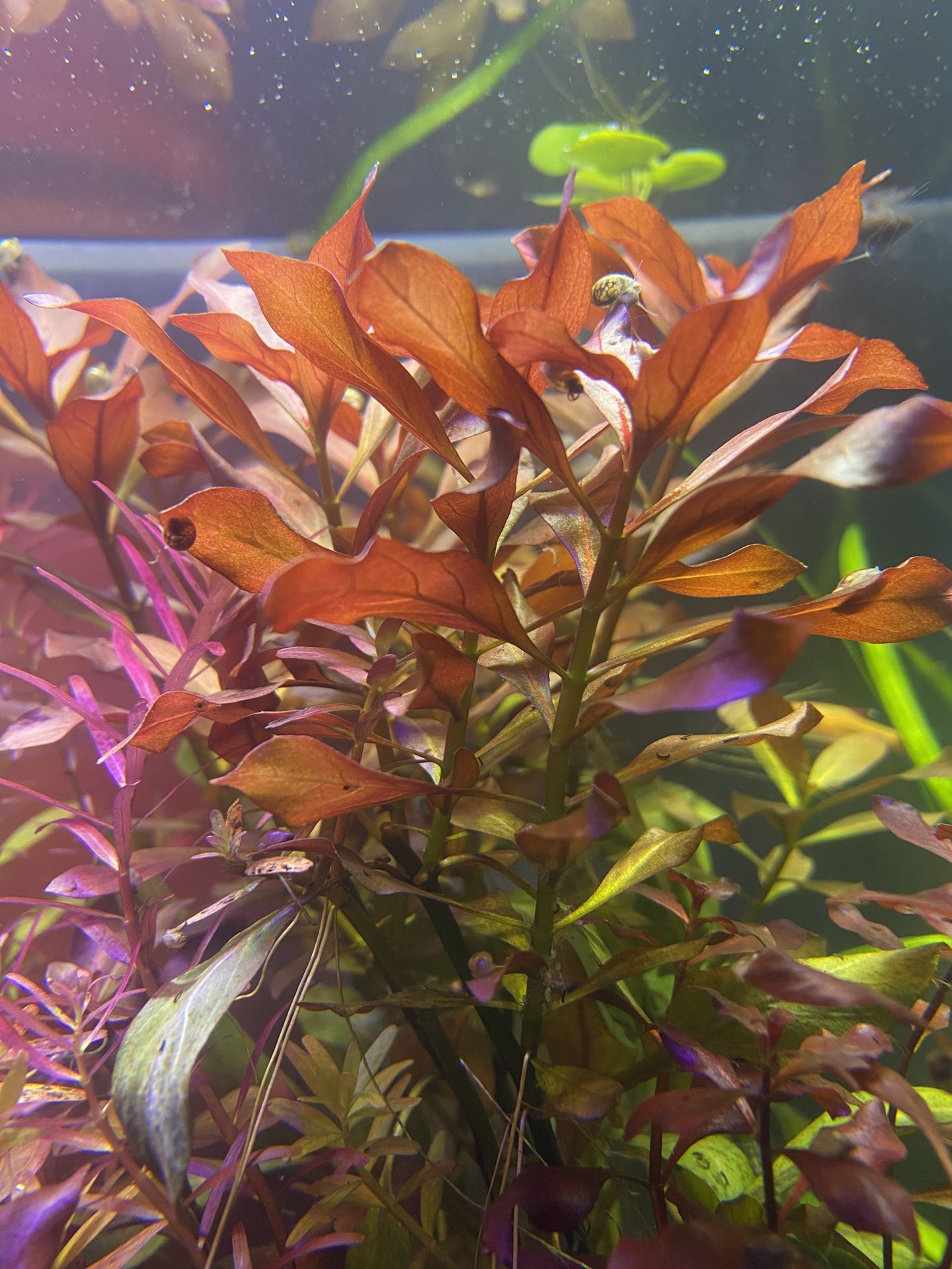 Ludwigia Peruensis/Gladulosa var. Diamond (fish, aquarium, fish tank, aquatic)
