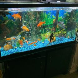 65 Gallon Fish Tank With Stand