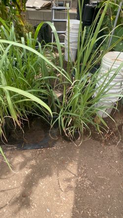 Lemongrass Plant in Black Pot