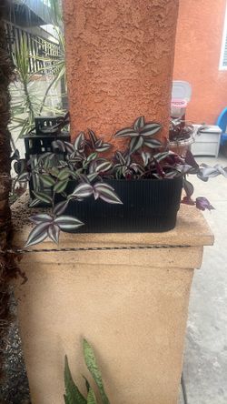Tradescantia zebrina plant,  Wandering Jew