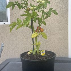 Husky red tomato